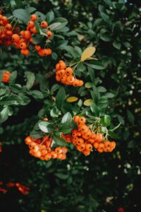 gezonde slijmvliezen zonder hormoontherapie