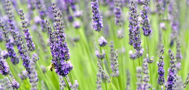 Lavendelolie als aromatherapie tegen angst tijdens de bevalling
