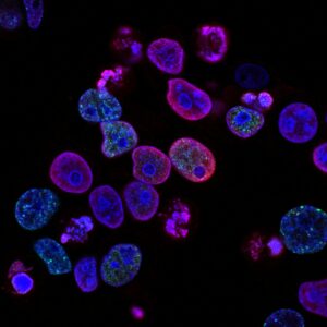 mitochondrien optimaliseren